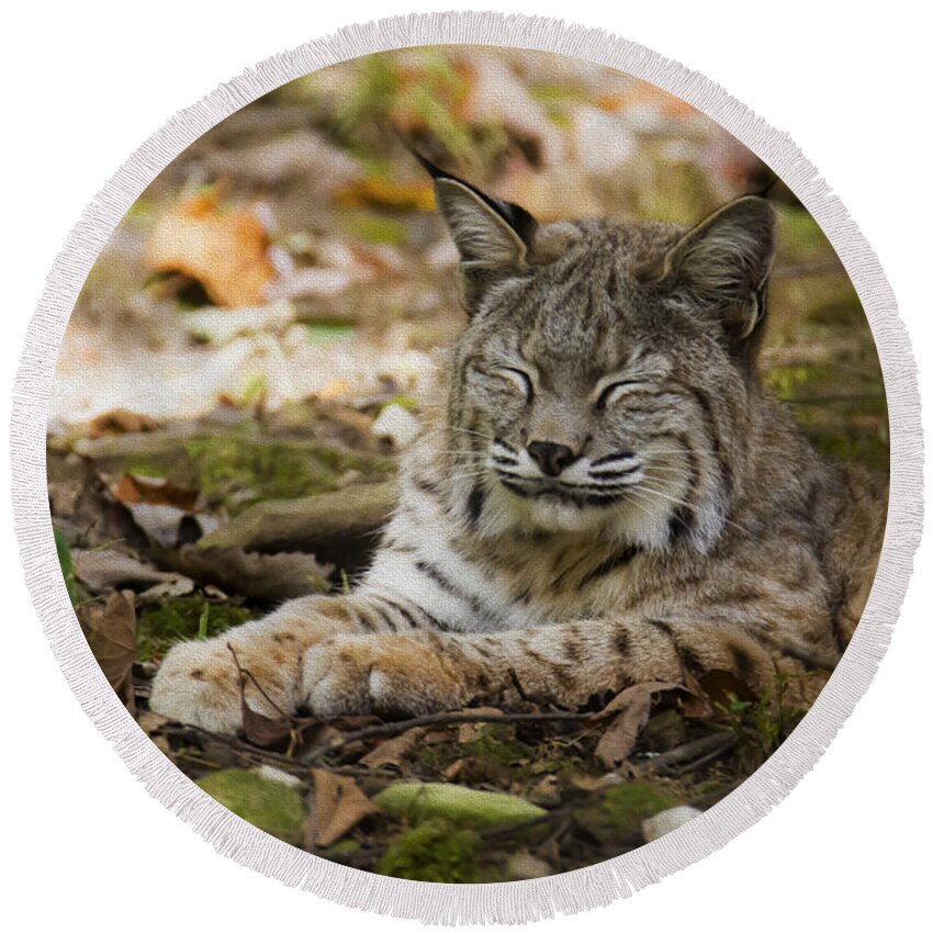 Bobcat Round Beach Towel featuring the photograph Bobcat by Tracy Winter