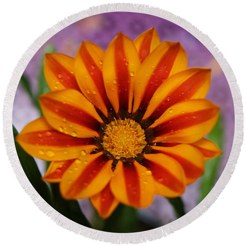 Flowers Round Beach Towel featuring the photograph Bold Gazania Flower II by Dorothy Lee