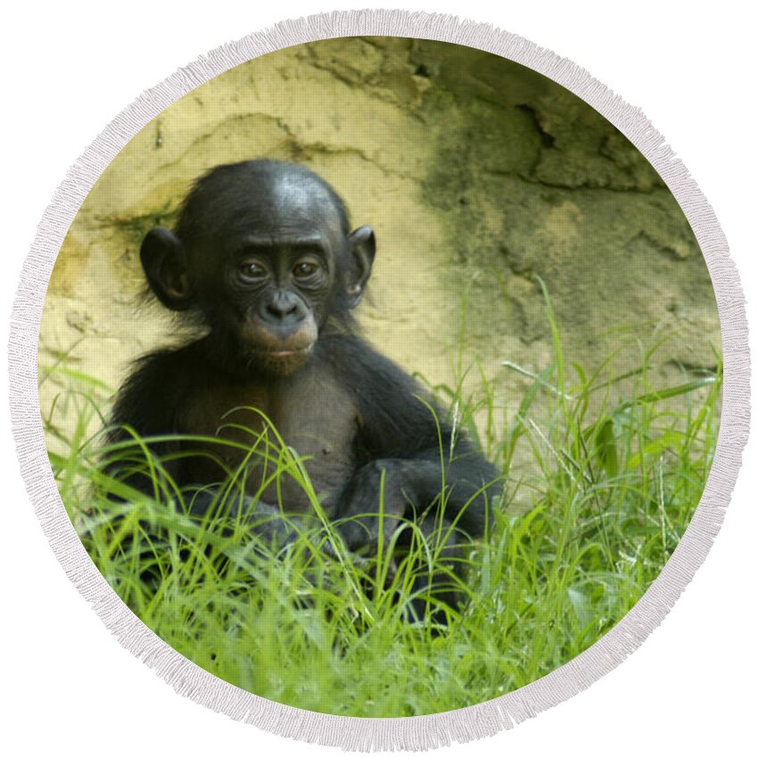 Bonobo Round Beach Towel featuring the photograph Bonobo Tyke by DArcy Evans