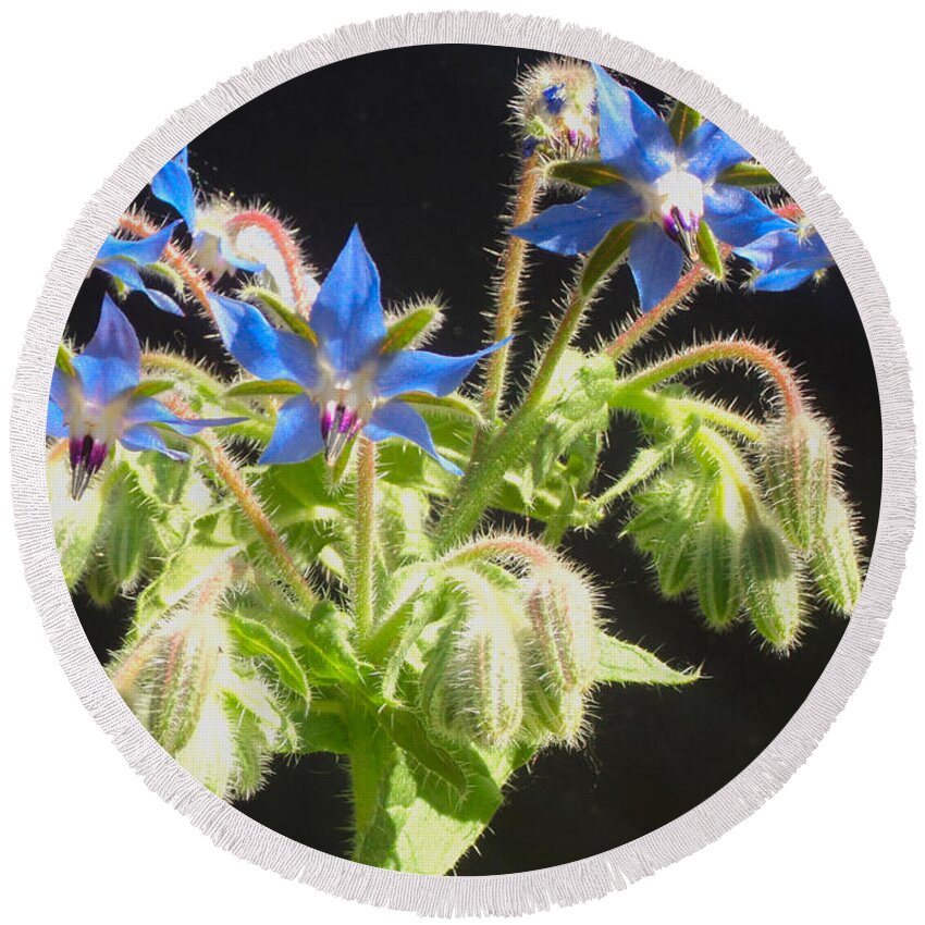 Borage Round Beach Towel featuring the photograph Borage Herb Flowers by Chholing Taha