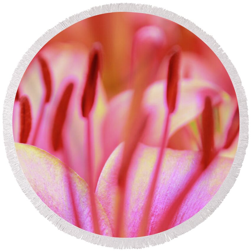 Flower Round Beach Towel featuring the photograph Born to Blush by Becqi Sherman