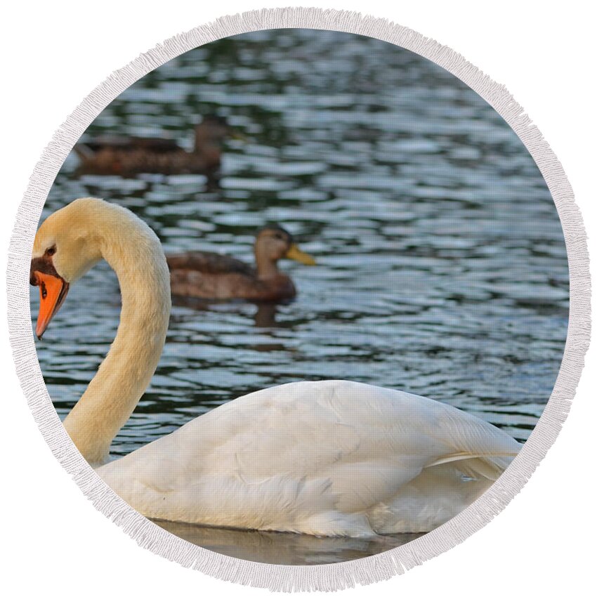 Boston Round Beach Towel featuring the photograph Boston Public Garden Swan amongst the ducks by Toby McGuire
