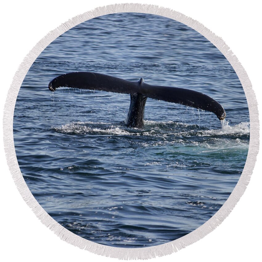 Whales Round Beach Towel featuring the photograph The Whale of a Tail by Roberta Byram