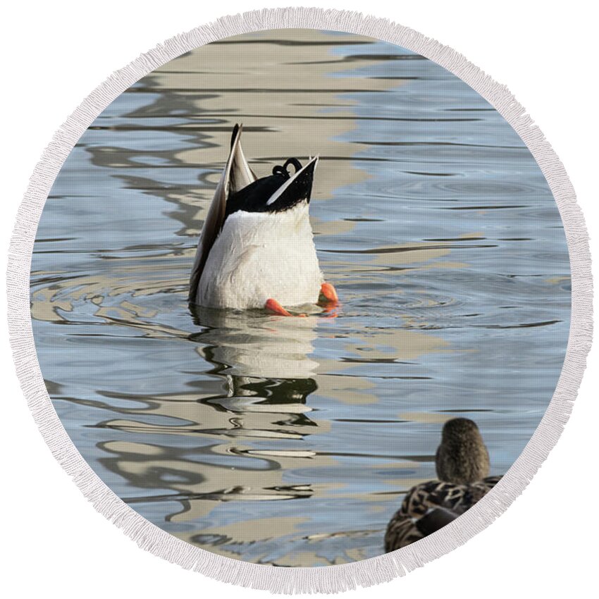 Ducks. Humor. Reflection Round Beach Towel featuring the photograph Bottoms Up by Liz Albro