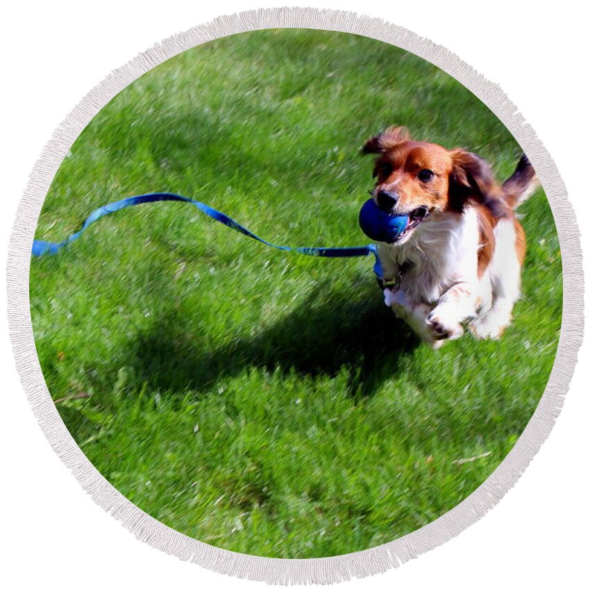 Dog Round Beach Towel featuring the photograph Bounding joy by Jean Evans