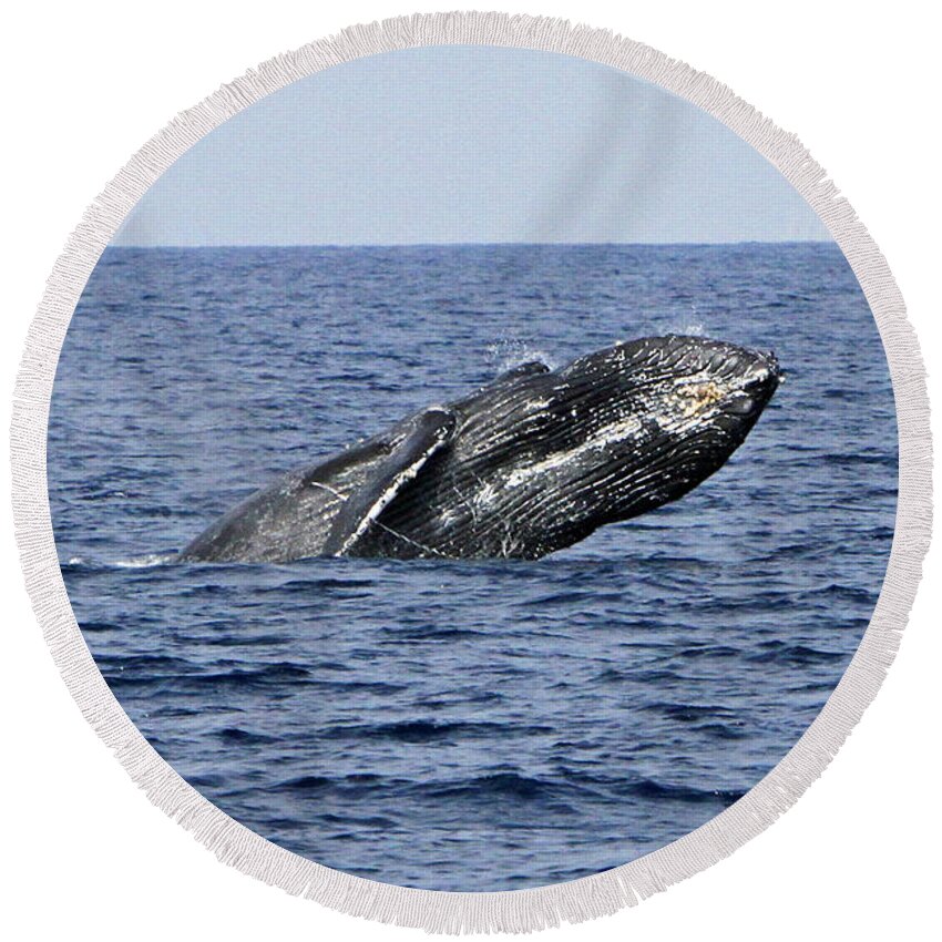 Humpback Whale Round Beach Towel featuring the photograph Breach and Breath #7 by Shoal Hollingsworth