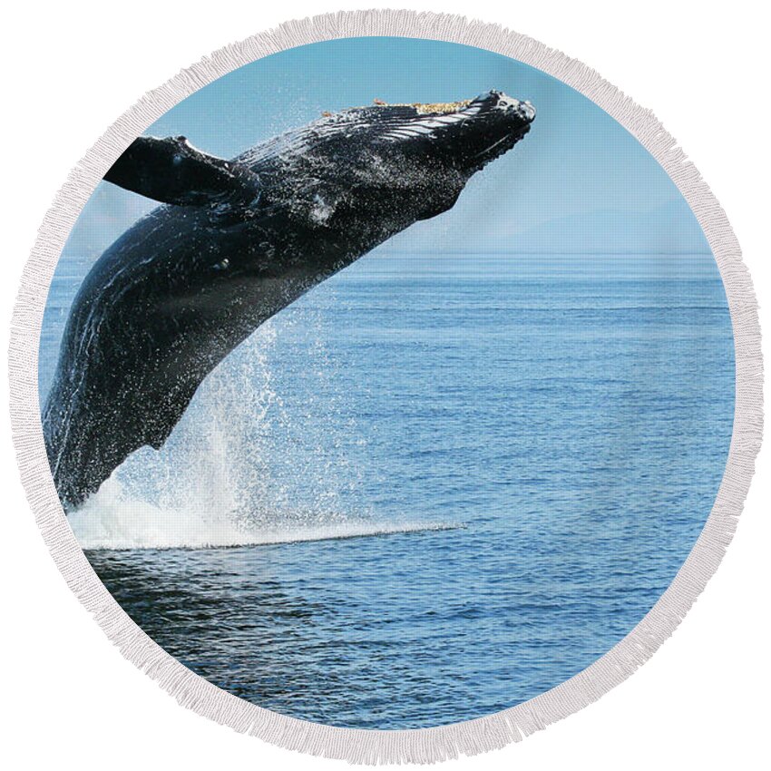 Alaska Round Beach Towel featuring the photograph Breaching Humpback Whale by Dorothy Darden