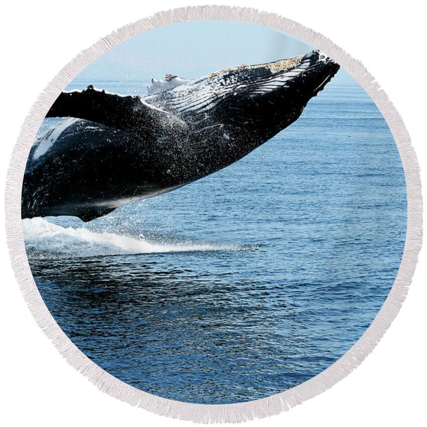 Alaska Round Beach Towel featuring the photograph Breaching humpback whales Happy-2 by Steve Darden