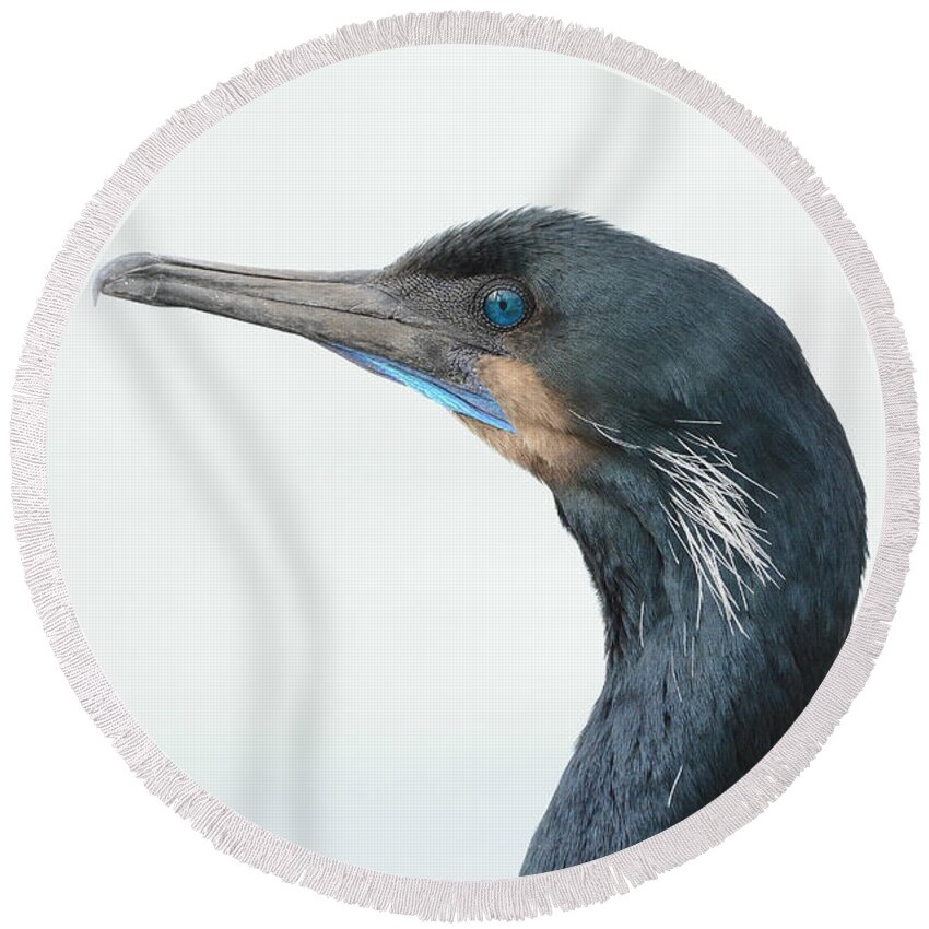 Brandt's Cormorant Round Beach Towel featuring the photograph Breeding Colors 4 by Fraida Gutovich