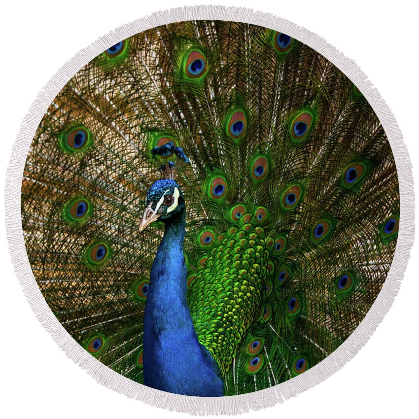 Peacock Round Beach Towel featuring the photograph Bright And Fancy by Karol Livote