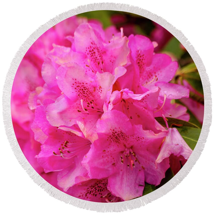 Azalea Round Beach Towel featuring the photograph Bright Pink Rhododendron by Teri Virbickis