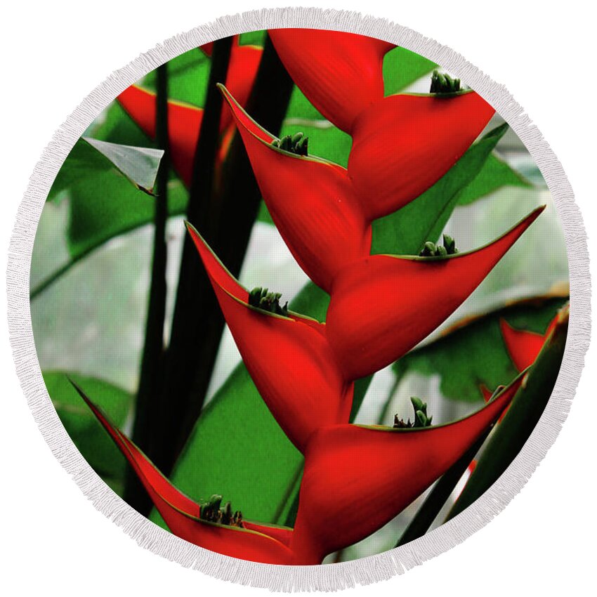 Decorative Round Beach Towel featuring the photograph Bright Red Flower by Rod Whyte