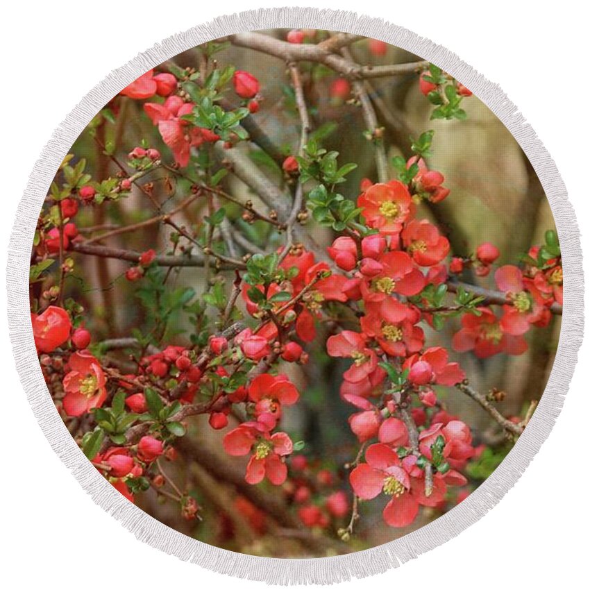 Japanese Quince Round Beach Towel featuring the photograph Brighten my garden by Yumi Johnson