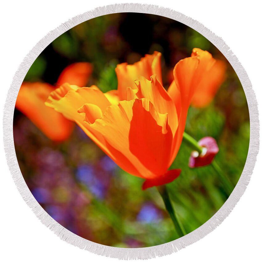 California Poppies Round Beach Towel featuring the photograph Brilliant Spring Poppies by Rona Black