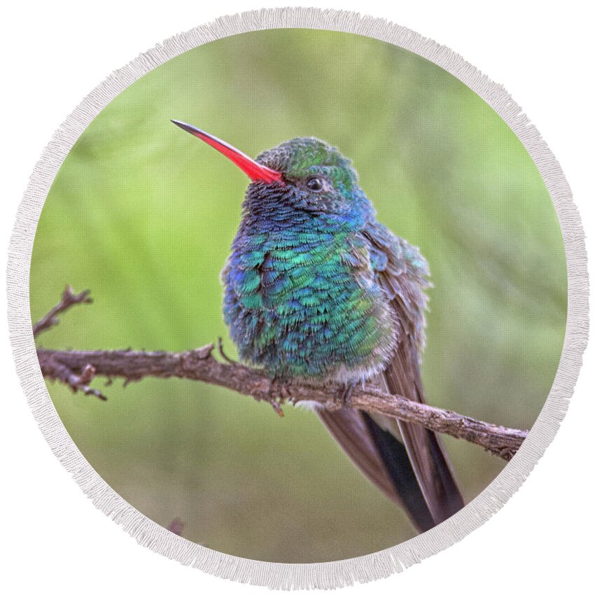 Broad Round Beach Towel featuring the photograph Broad-billed Hummingbird 3652 by Tam Ryan