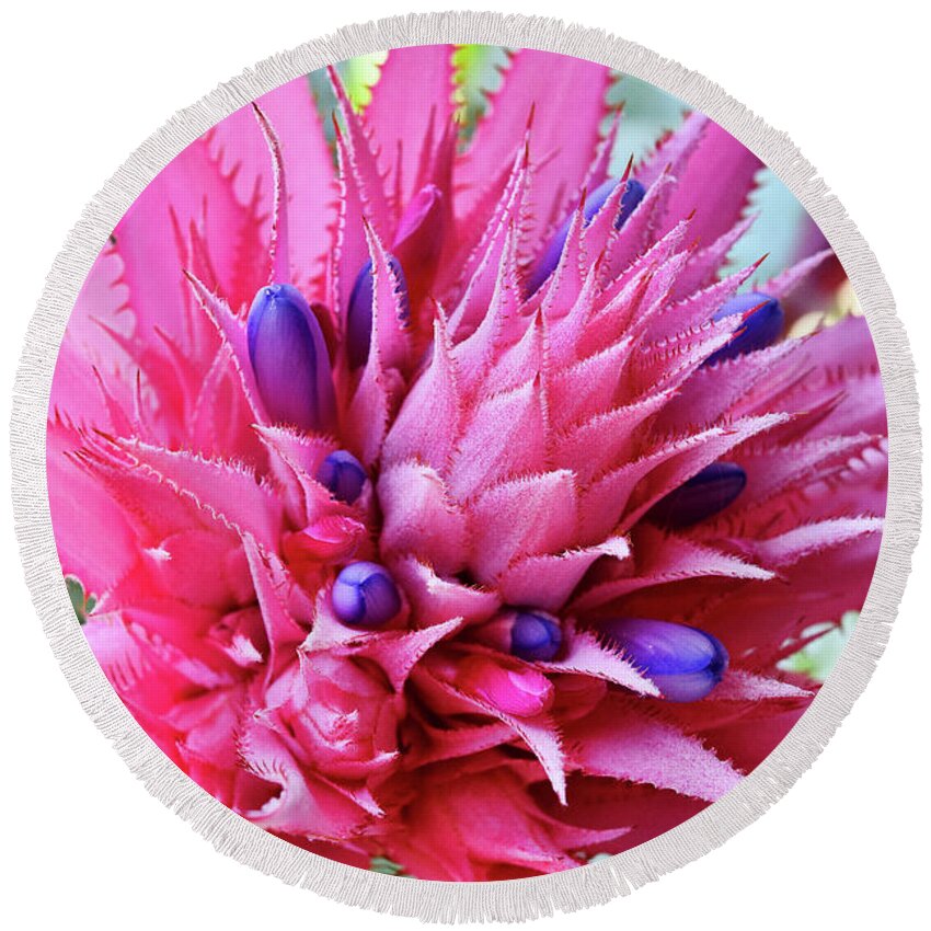 Linda Brody Round Beach Towel featuring the photograph Bromeliad 1 by Linda Brody