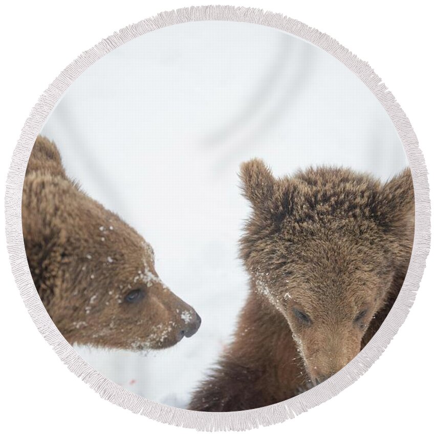 Bear Round Beach Towel featuring the photograph Brotherly love #2 by Patricia Dennis