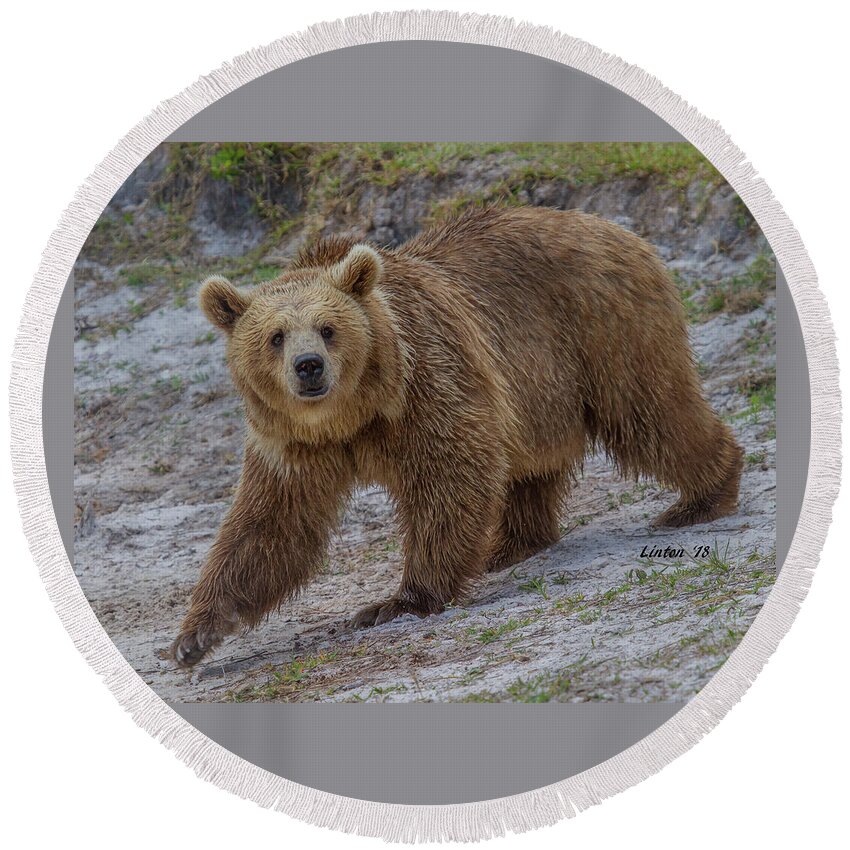 Brown Bear Round Beach Towel featuring the photograph Brown Bear 3 by Larry Linton