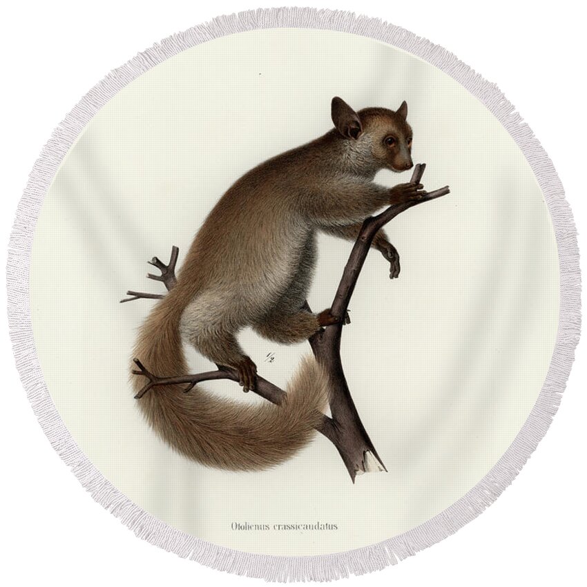 Otolemur Crassicaudatus Round Beach Towel featuring the drawing Brown Greater Galago or Thick-tailed Bushbaby by Hugo Troschel and J D L Franz Wagner