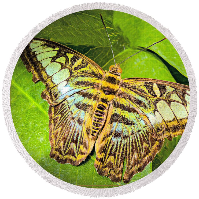 Butterfly Round Beach Towel featuring the photograph Brown-Green Butterfly by Barbara Zahno