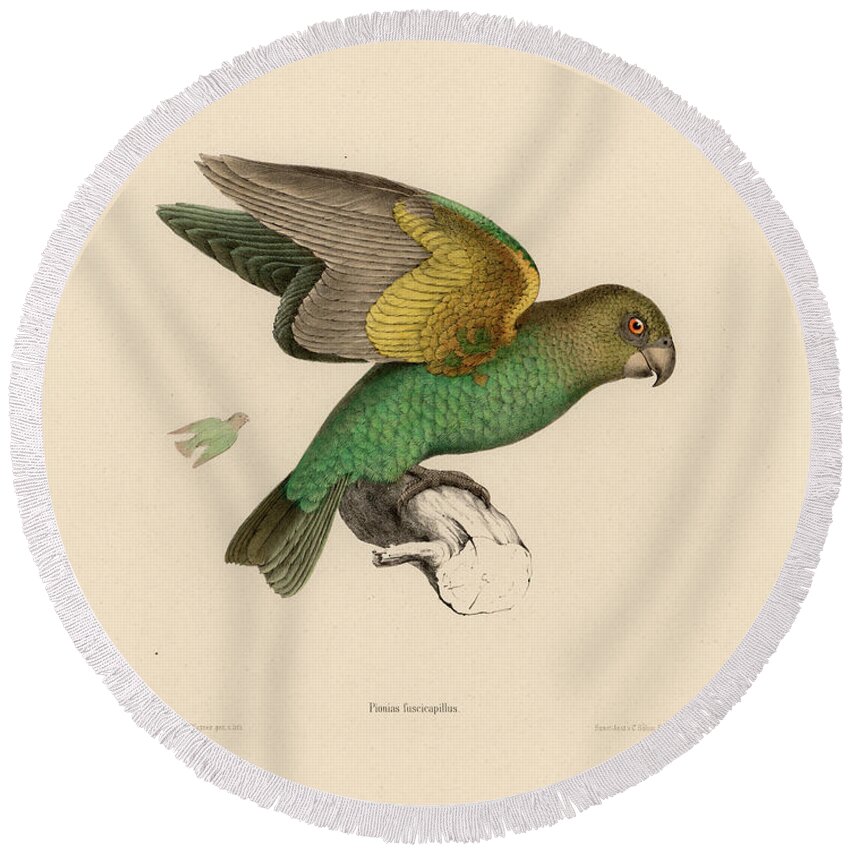 Brown-headed Parrot Round Beach Towel featuring the drawing Brown-headed Parrot, Piocephalus cryptoxanthus by J D L Franz Wagner