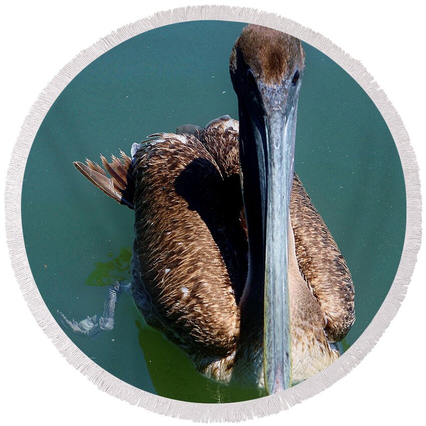 Wildlife Round Beach Towel featuring the photograph Brown Pelican by Debra Forand