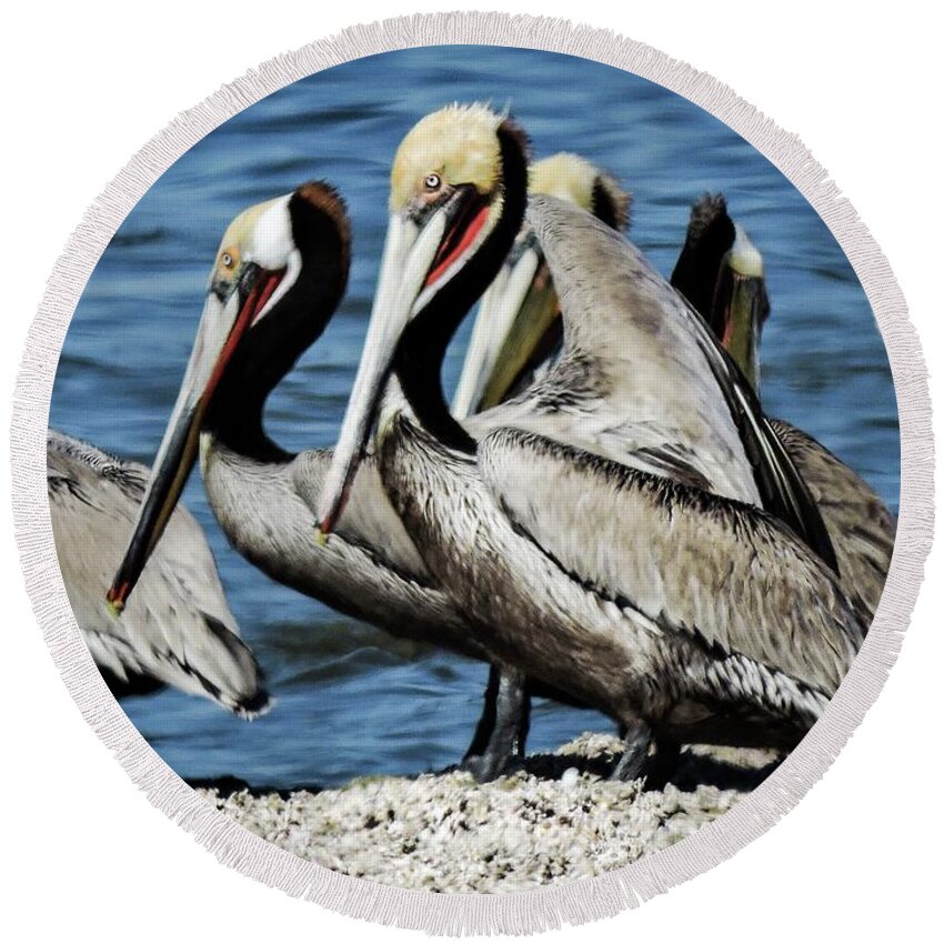 Brown Pelicans Round Beach Towel featuring the photograph Brown Pelicans preening by Gaelyn Olmsted