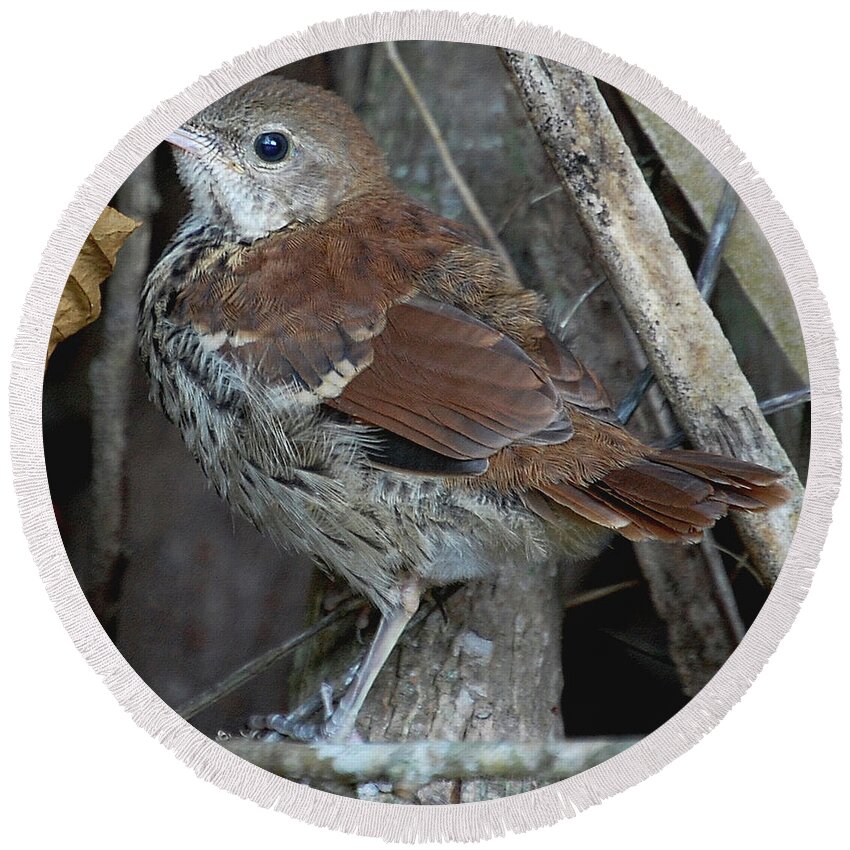 Brown Thrasher Round Beach Towel featuring the digital art Brown Thrasher Fledgling by DigiArt Diaries by Vicky B Fuller