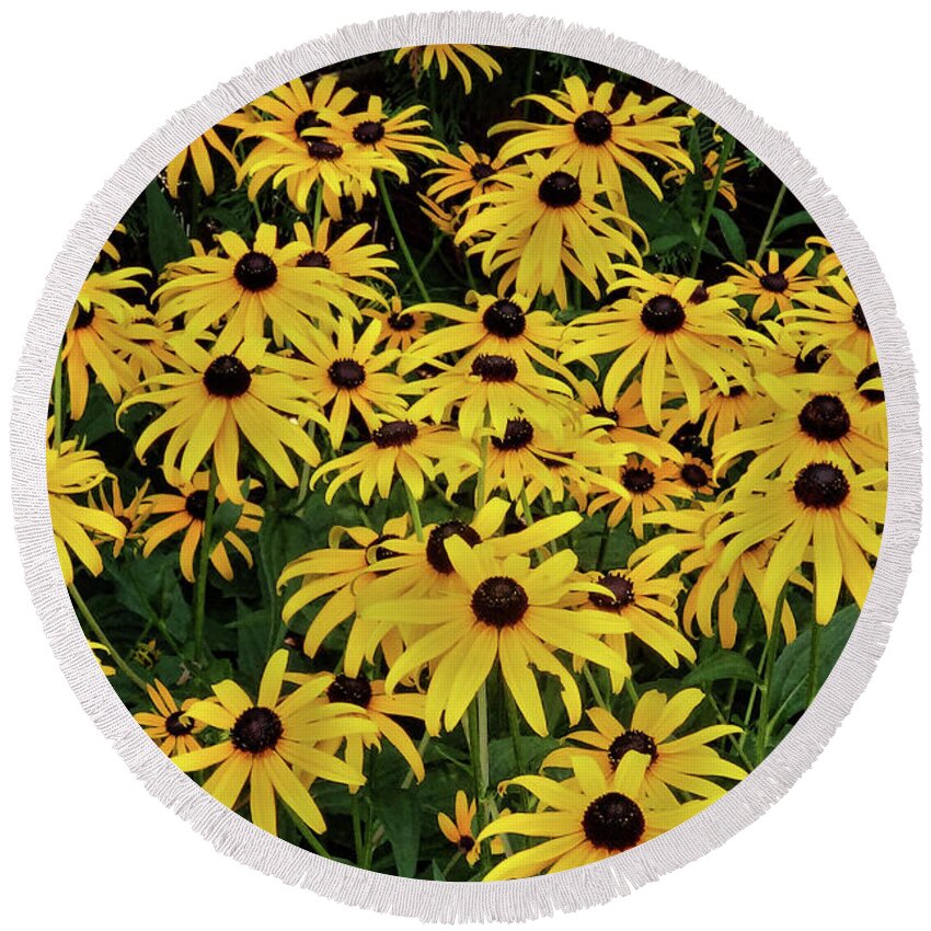 Floral Round Beach Towel featuring the photograph Browneyed Susans by Mikki Cucuzzo