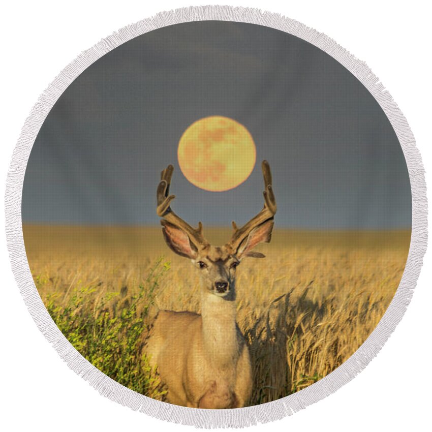 Deer Round Beach Towel featuring the photograph Buck Moon by Aaron J Groen