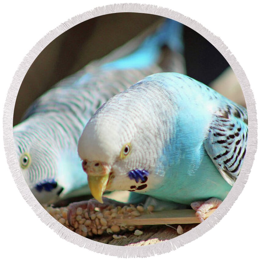 Budgie Round Beach Towel featuring the photograph Budgies Snacking by Cynthia Guinn