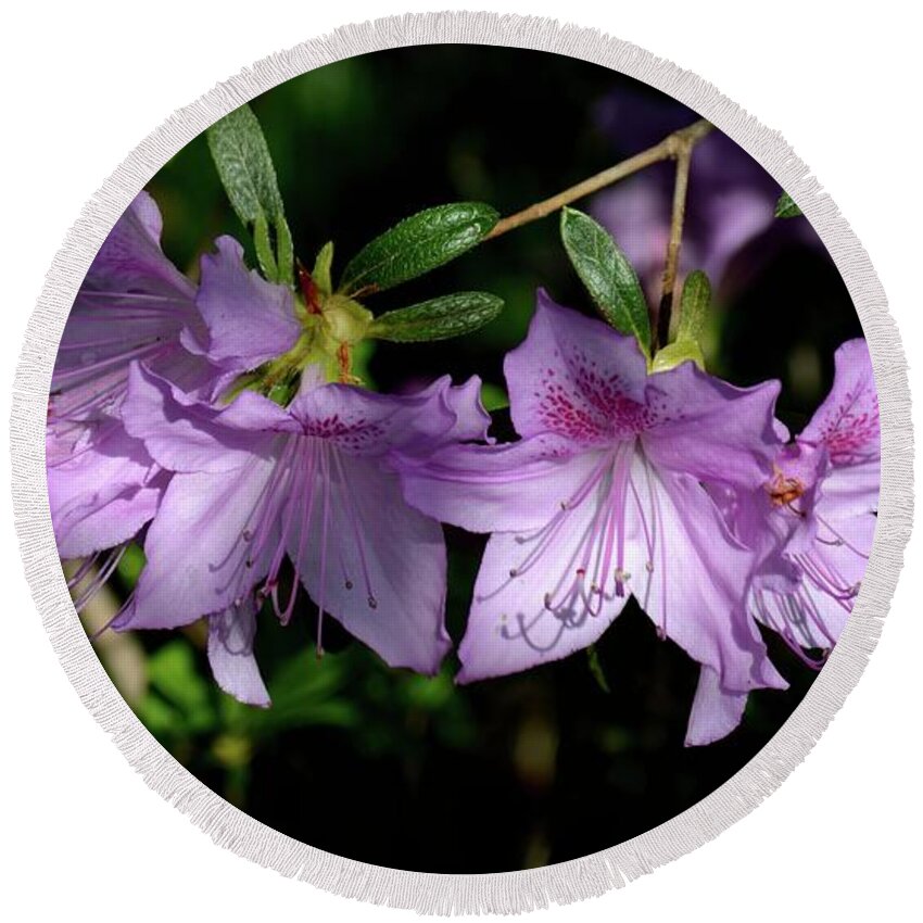 Azaleas Round Beach Towel featuring the photograph Buds And Blooms by Angie Tirado
