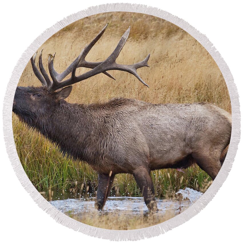 Elk Round Beach Towel featuring the photograph Bull Elk in Yellowstone by Wesley Aston