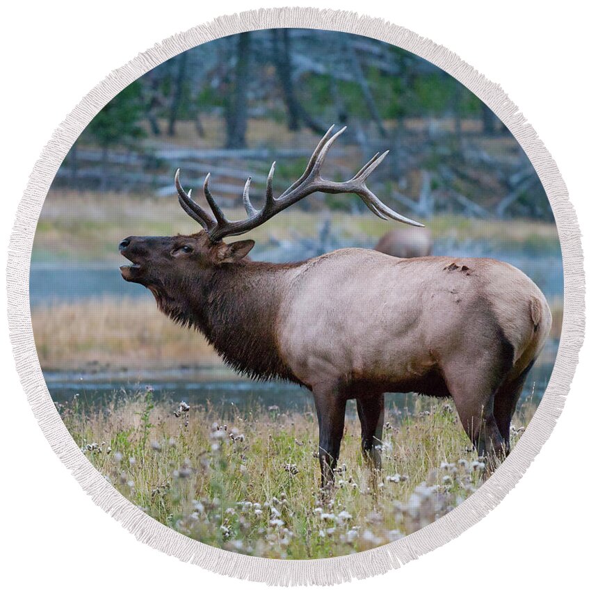 Antelope Round Beach Towel featuring the photograph Bull Elk Next to River by Wesley Aston