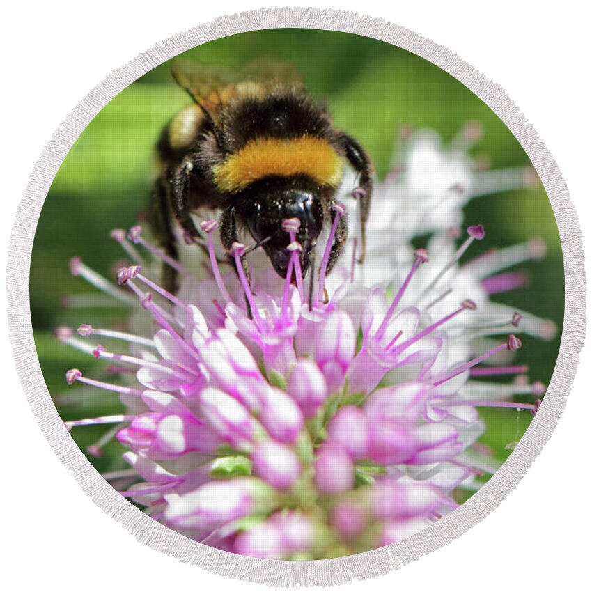 Bumble Bee On Hebe Round Beach Towel featuring the photograph Bumble bee on hebe2 by Julia Gavin