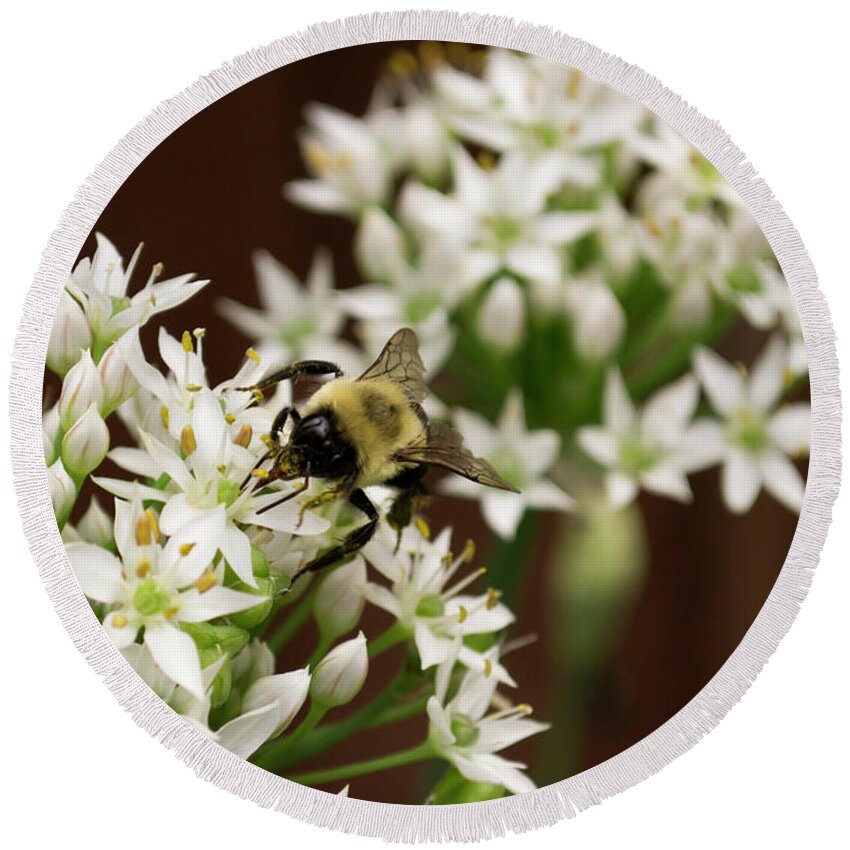 Bumble Round Beach Towel featuring the photograph Bumble Bee on Wild Onion Flower by Kara Kelso