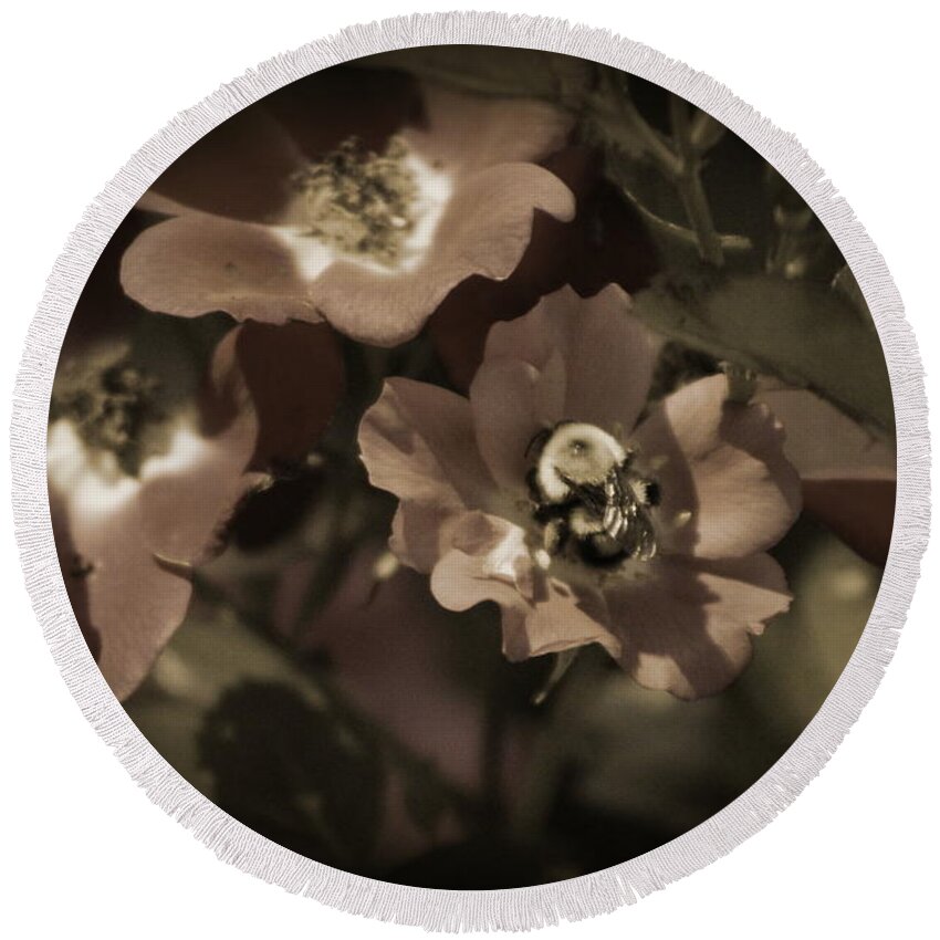 Sepia Round Beach Towel featuring the photograph Bumblebee on Blush Country Rose in Sepia Tones by Colleen Cornelius