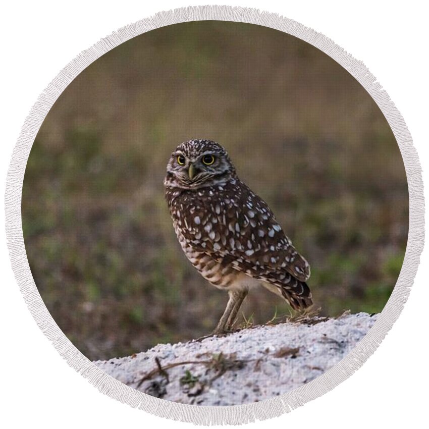 Burrowing Owl Round Beach Towel featuring the photograph Burrowing Owl at Dusk by Framing Places