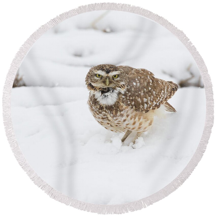Owl Round Beach Towel featuring the photograph Burrowing Owl Calls in the Snow by Tony Hake