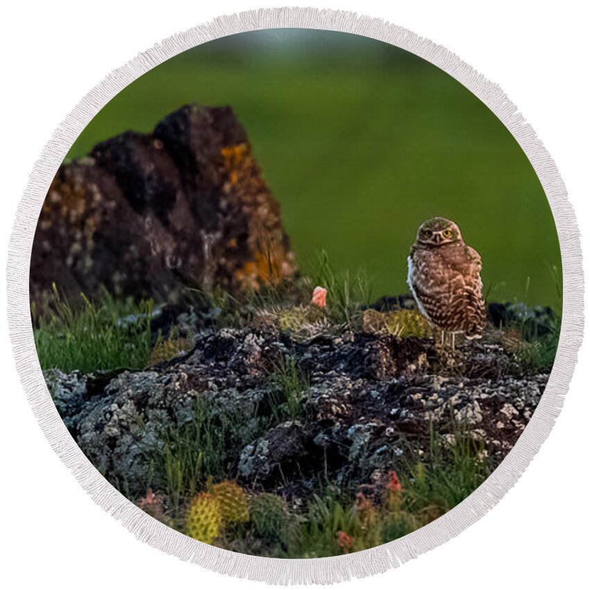 Burrowing Owl Round Beach Towel featuring the photograph Burrowing Owl In Cactus #1 by Yeates Photography