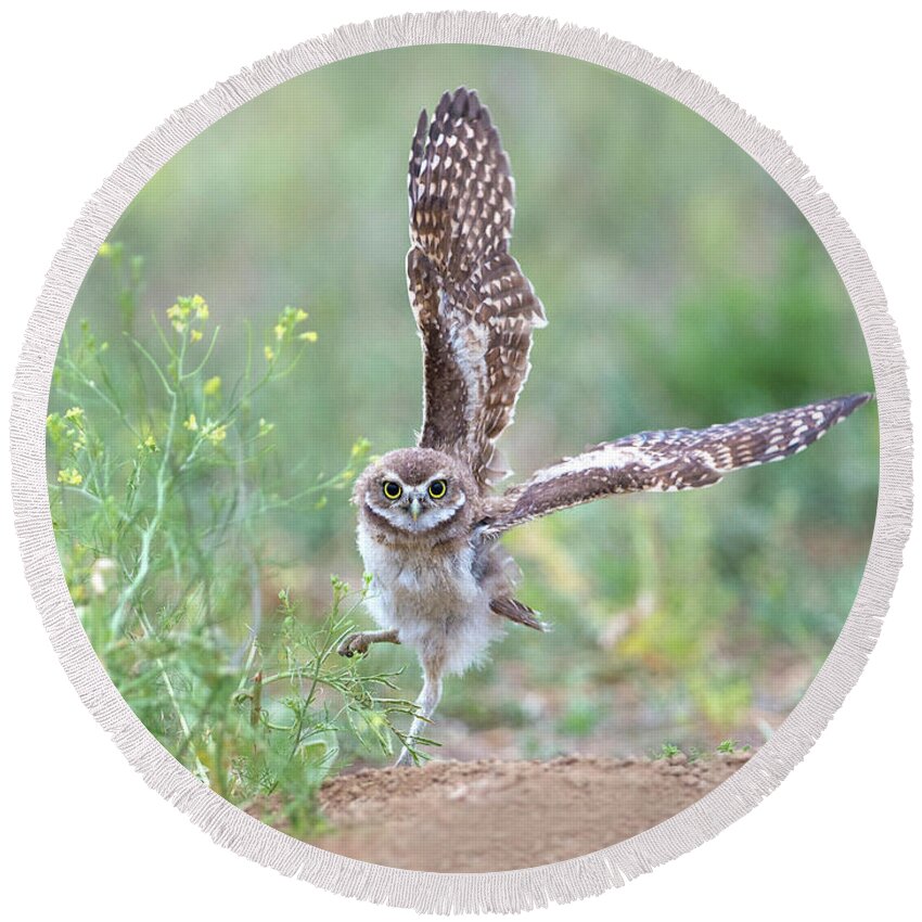 Burrowing Owls Round Beach Towel featuring the photograph Helloooo There by Judi Dressler