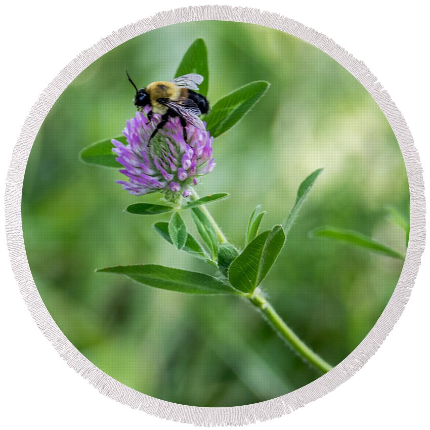 Bee Round Beach Towel featuring the photograph Busy Bee by Holden The Moment