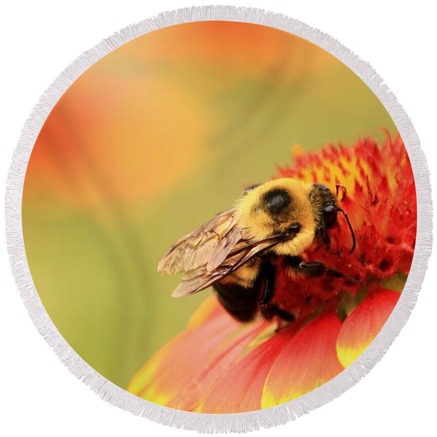 Insect Round Beach Towel featuring the photograph Busy Bumblebee by Chris Berry