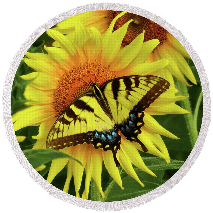 Sunflowers Round Beach Towel featuring the photograph Butterflies and Sunflowers by Scott Cameron
