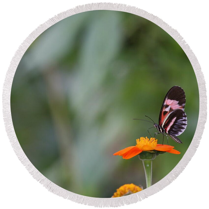 Butterfly Round Beach Towel featuring the photograph Butterfly 16 by Michael Fryd