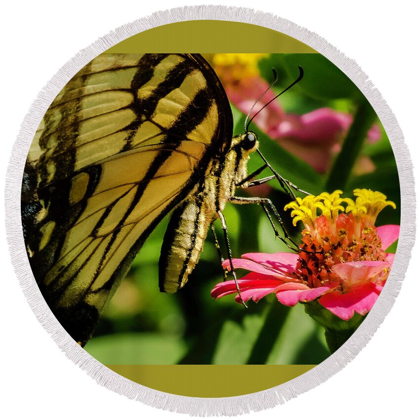 Butterfly Round Beach Towel featuring the photograph Butterfly and Zinnia by John Roach