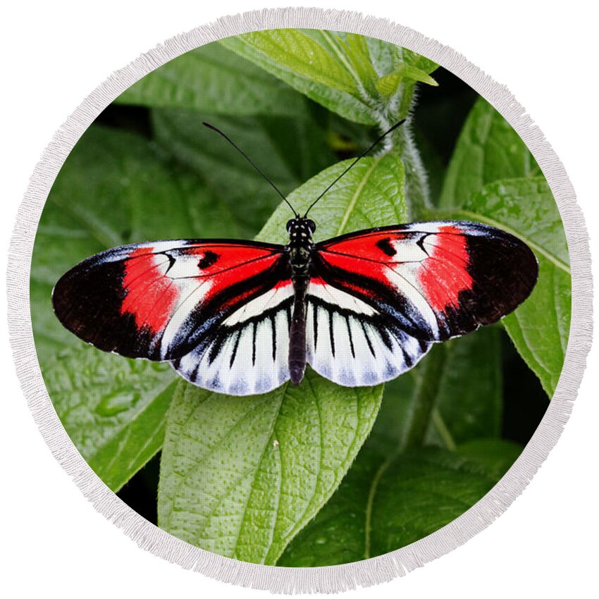 Florida Round Beach Towel featuring the photograph Butterfly World - Piano Key Butterfly by Ronald Reid