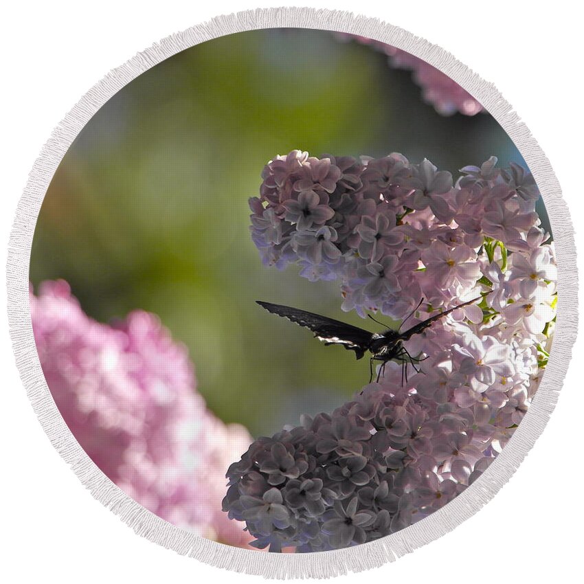 Butterfly Round Beach Towel featuring the photograph Butterfly in the Lilacs by Michele Myers