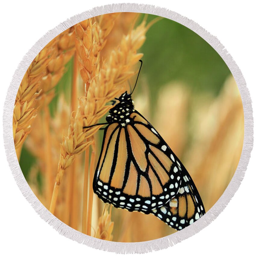 Wheat Field Round Beach Towel featuring the photograph Butterfly in Wheat Field Photo by Luana K Perez