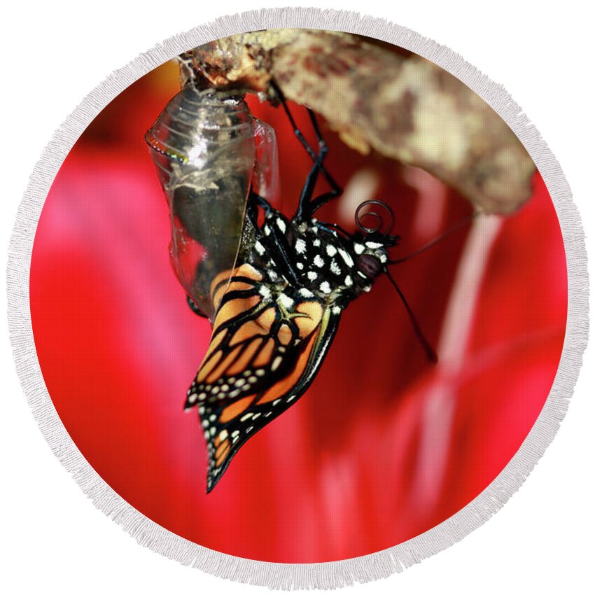 Butterfly Round Beach Towel featuring the photograph Butterfly Monarch Hatching by Luana K Perez